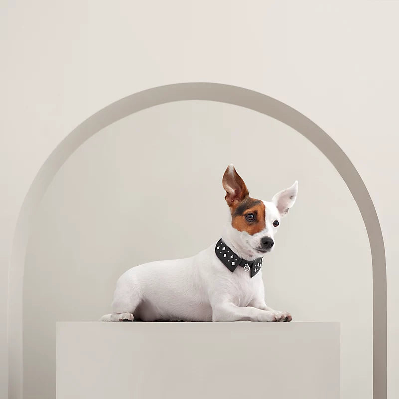 Black Tie dog collar, XS and S