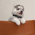Black Tie dog collar, XS and S