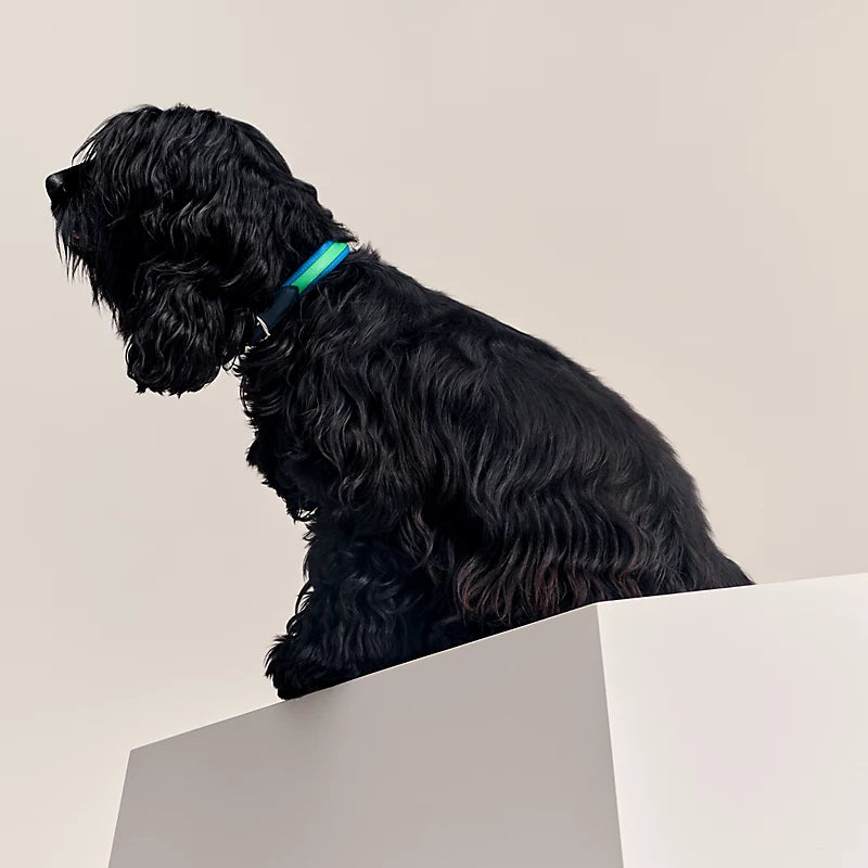 Demi-Rond dog collar