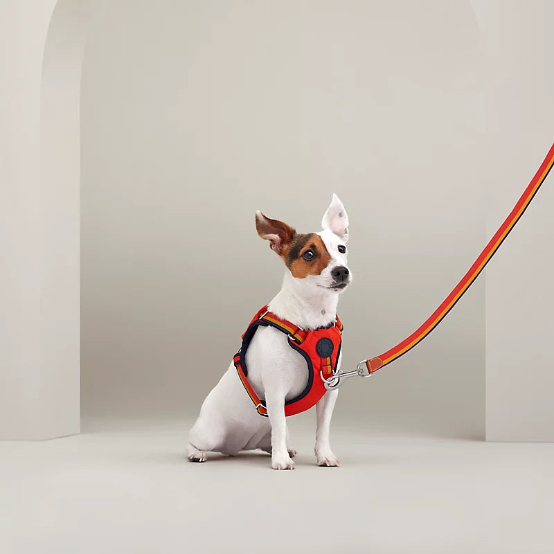Jump dog harness, M and L